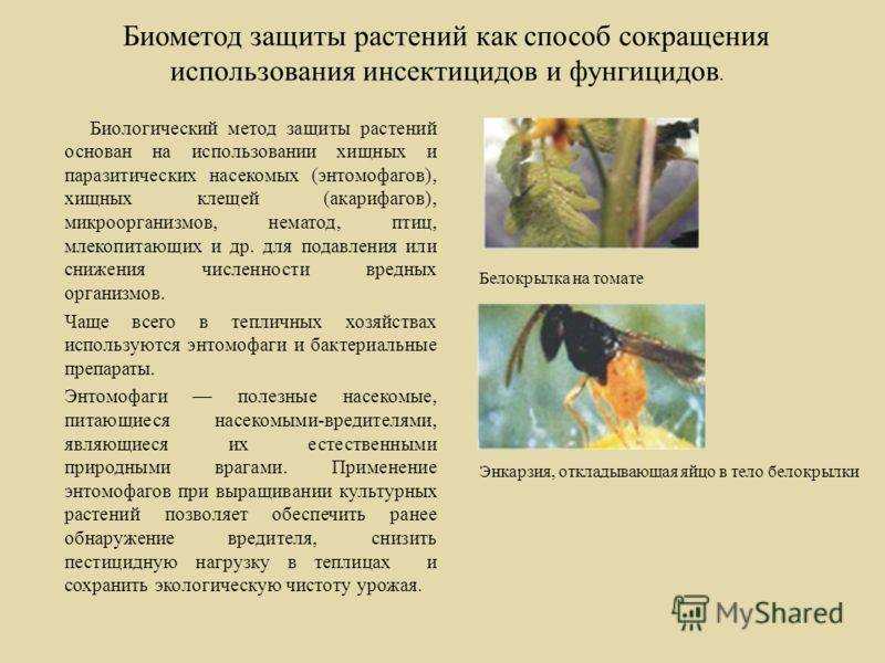 Садовые клопы: виды защитников и вредителей, меры борьбы, появление в квартире, доме, детском саду