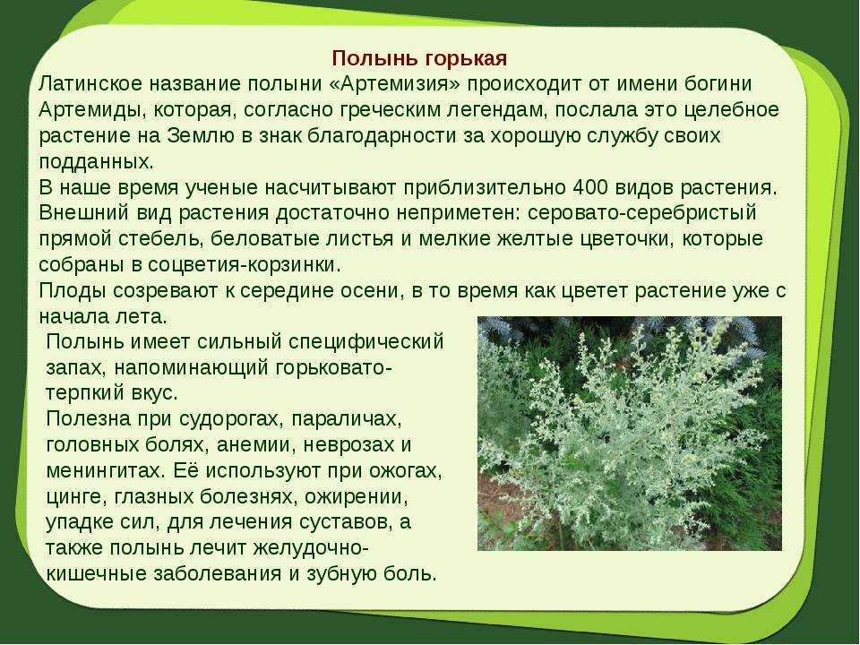 Почему бывают горькие кабачки. как убрать уже имеющуюся горечь?
