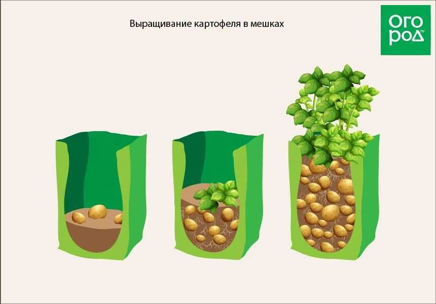 Как вырастить картофель по голландской технологии