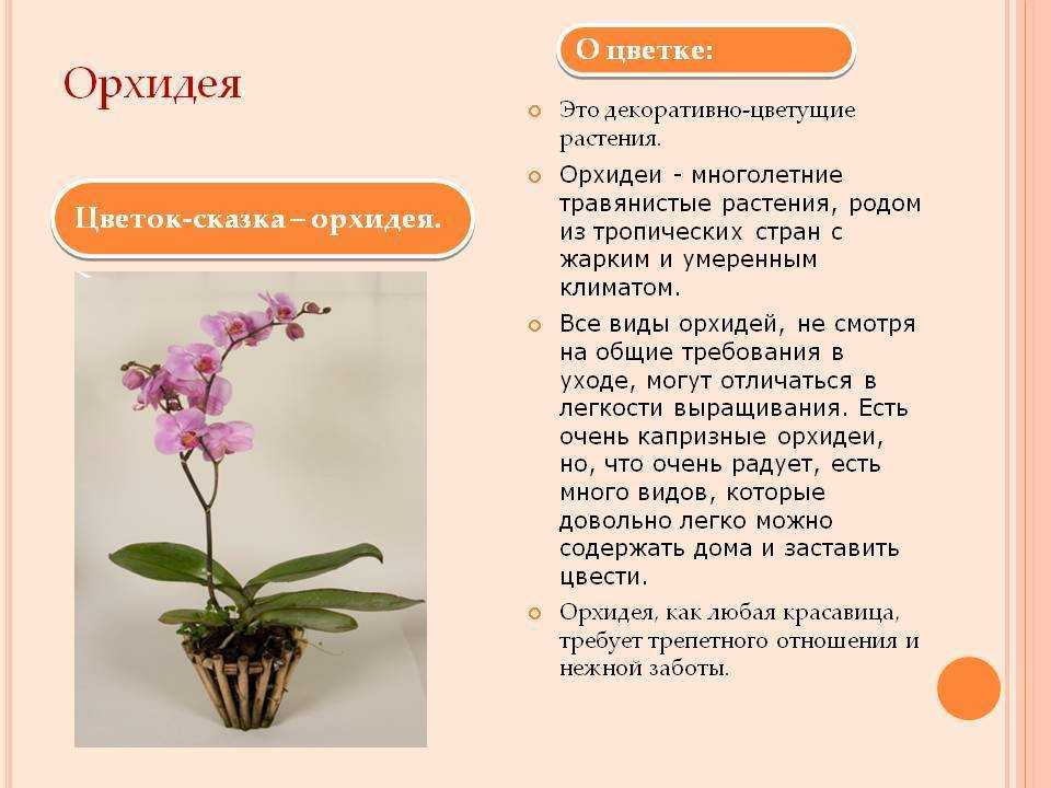 Как ухаживать за орхидеями, чтобы они цвели в домашних условиях и как правильно поливать?