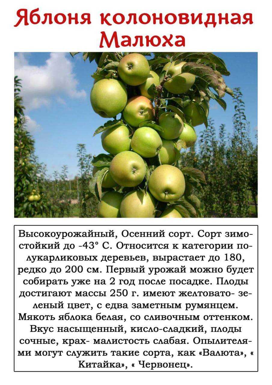 Лучшие сорта для посадки в сибири: топ 5