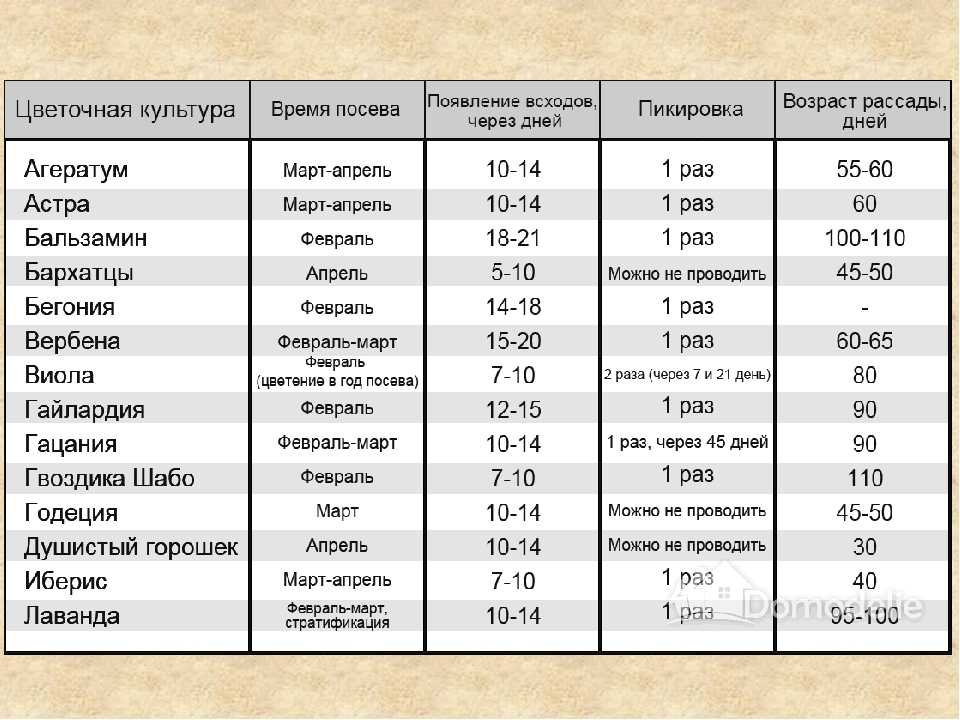 Когда сажать петунию на рассаду в 2023 году и как это делать