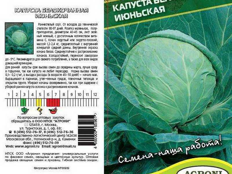 «ленивая» капуста, или выращиваем капусту без рассады. подготовка грядки, посев, уход. фото — ботаничка
