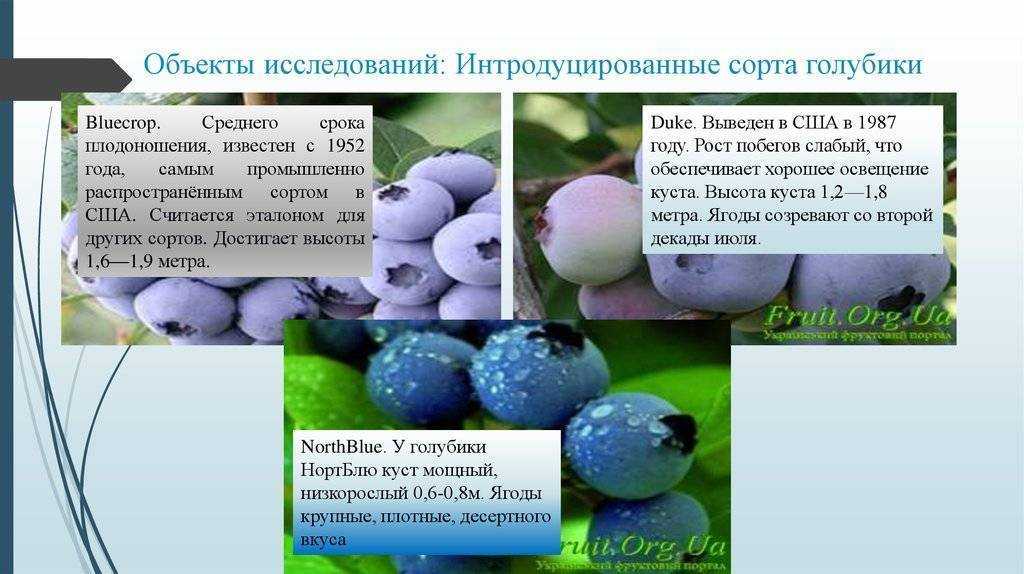 Голубика садовая: мои секреты невероятных урожаев