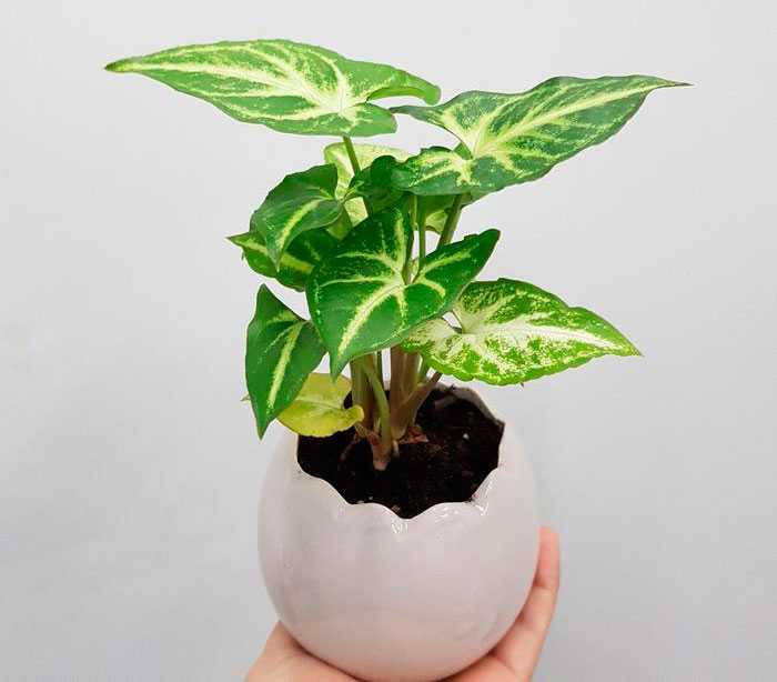 Сингониум уход в домашних условиях | floravdome.ru