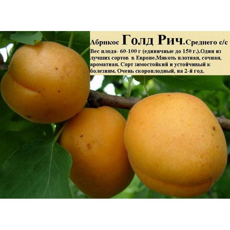 Выращивание абрикоса в сибири: описание 11 лучших сортов, посадка и уход