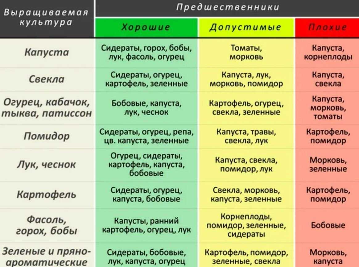 Грамотный севооборот – качественный продукт: после каких предшественников лучше всего сажать чеснок?