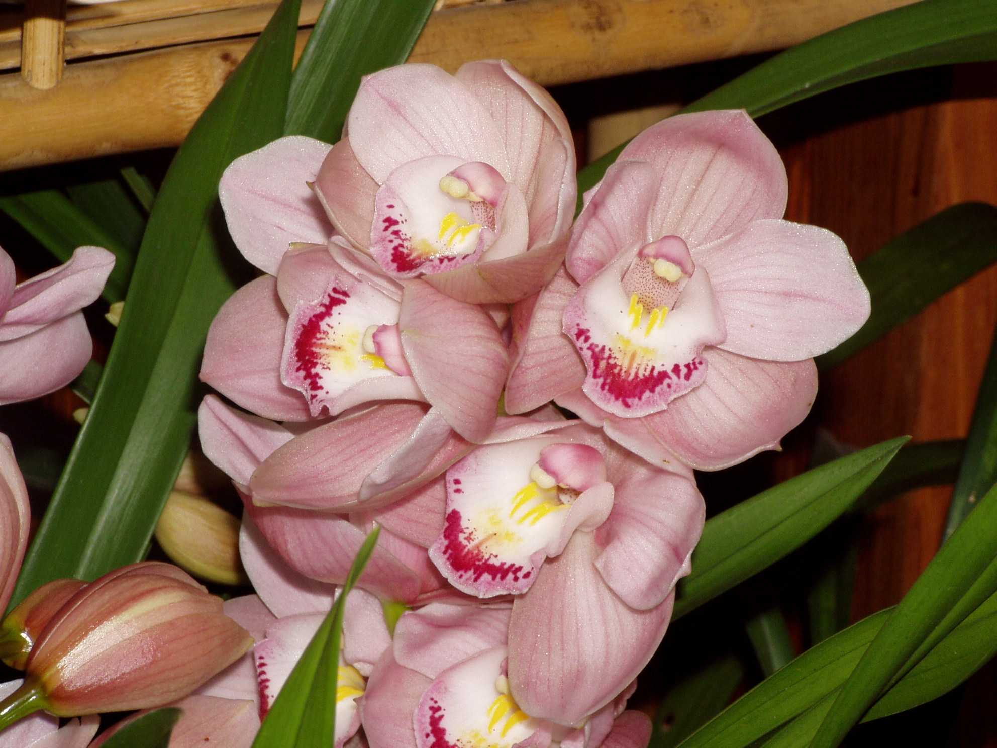 Орхидея цимбидиум в домашних условиях: уход, пересадка, болезни и вредители