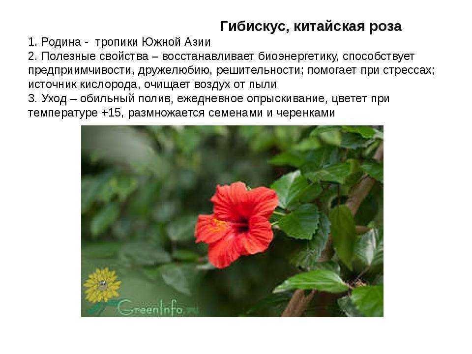 Гибискус: самые красивые сорта и все секреты выращивания от коллекционера анны капаниной