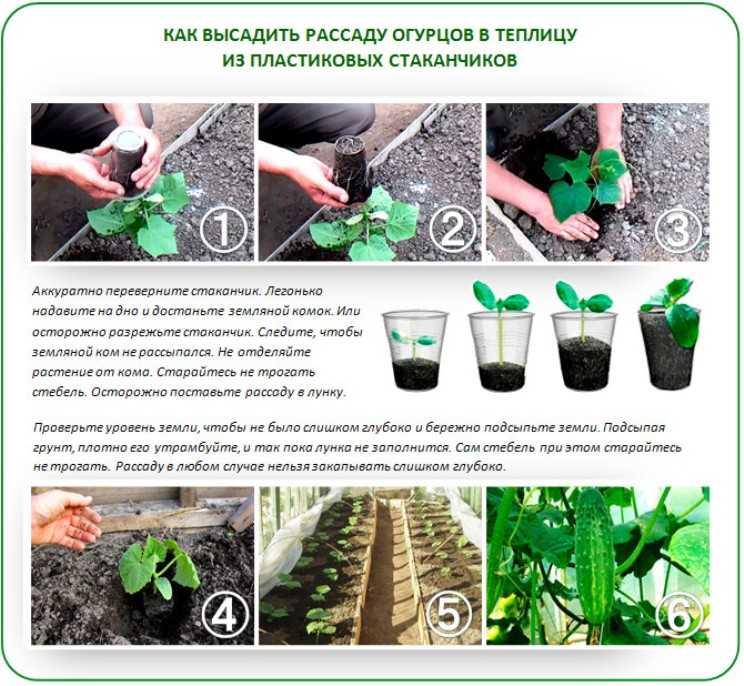 Когда сеять рассаду. формула расчёта / асиенда.ру