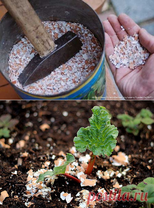 Использование яичной скорлупы в качестве удобрения для огорода и комнатных растений; польза скорлупок от яйца
