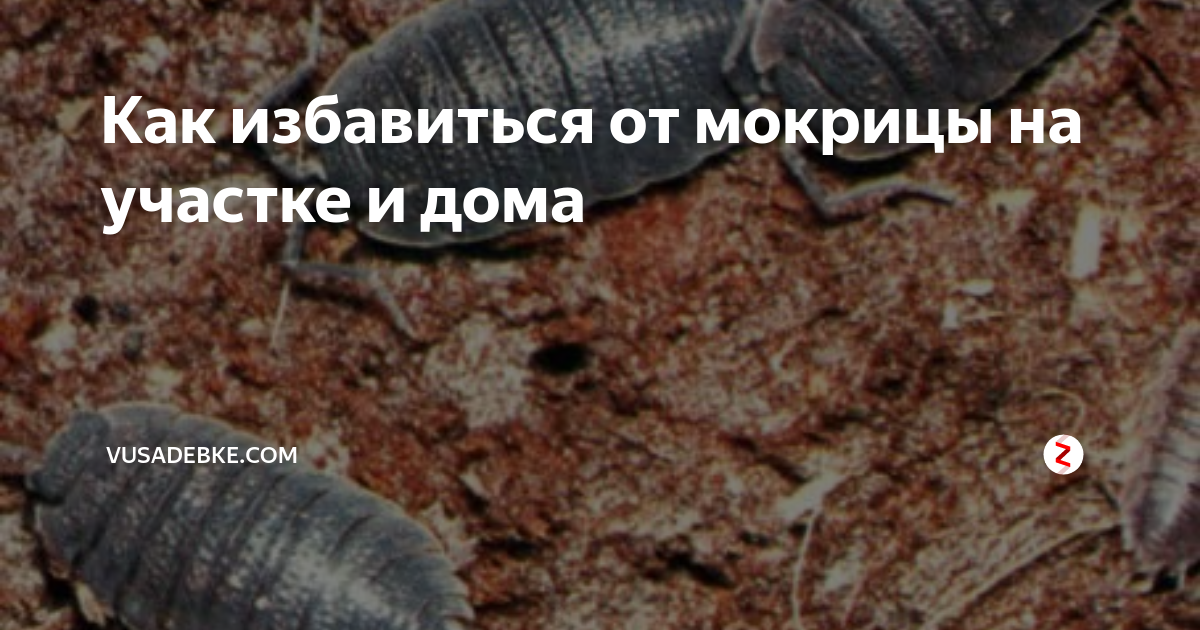 Мокрица: как избавиться от сорняка на участке огорода