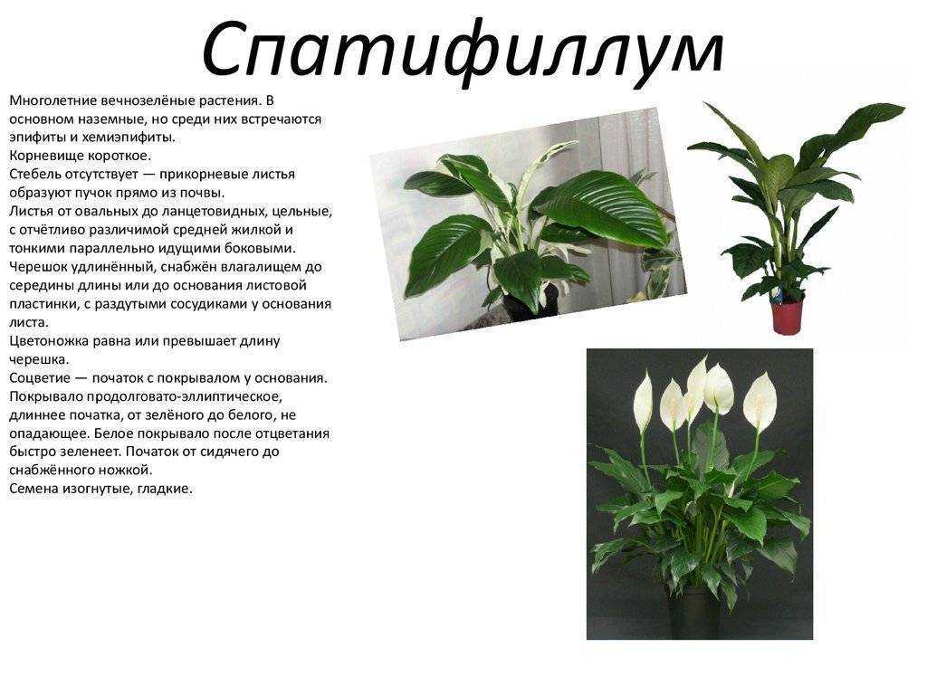 Почему спатифиллум не цветет: советы по уходу за растением