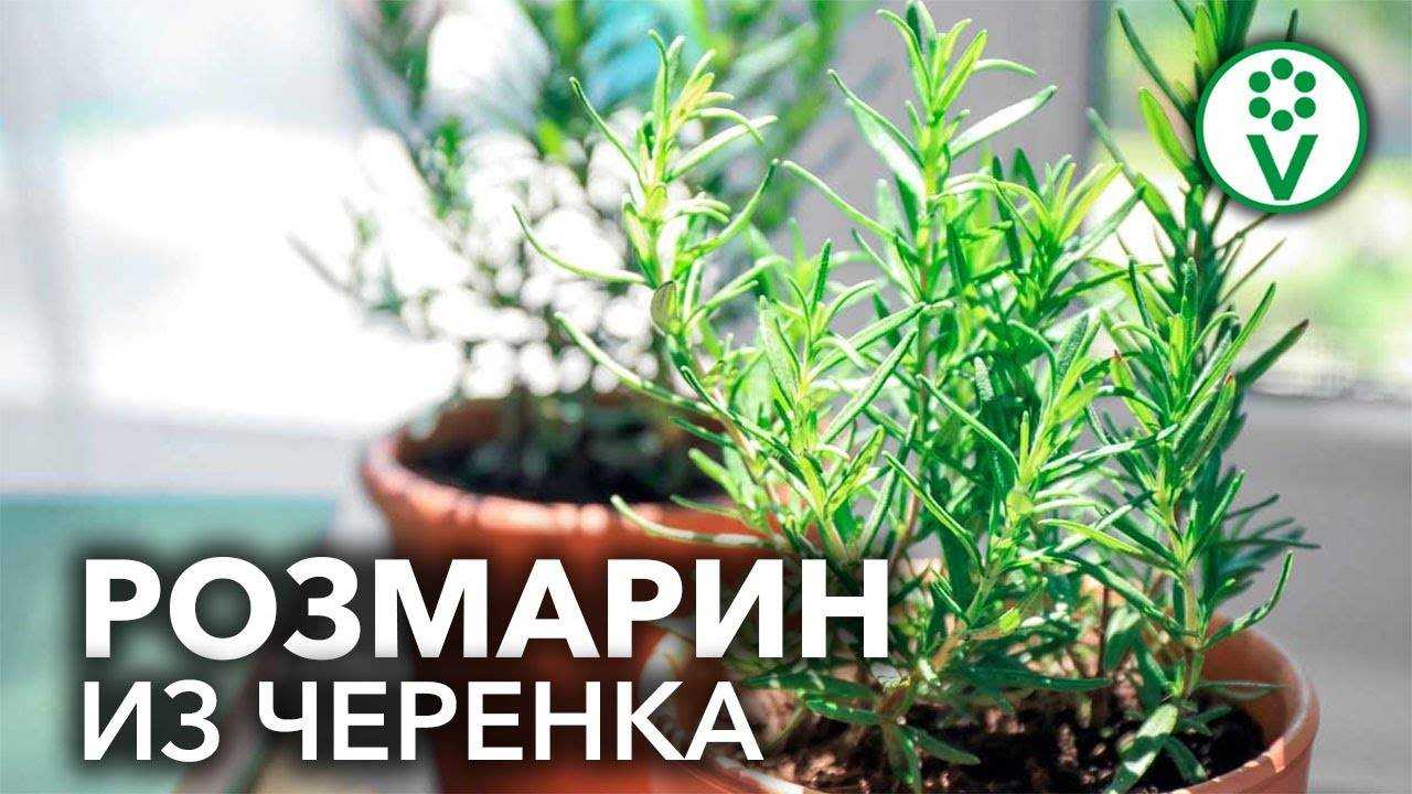 Розмарин на подоконнике — рассказываем, как вырастить приправу из магазинной веточки
