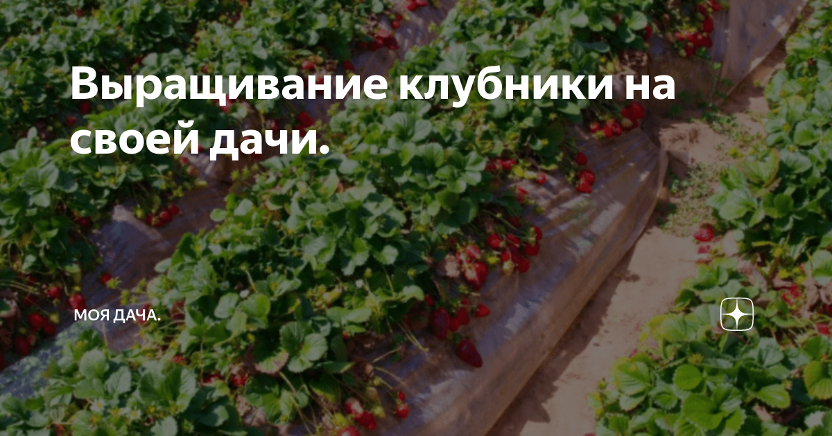 Клубника лорд - описание сорта, фото, отзывы садоводов