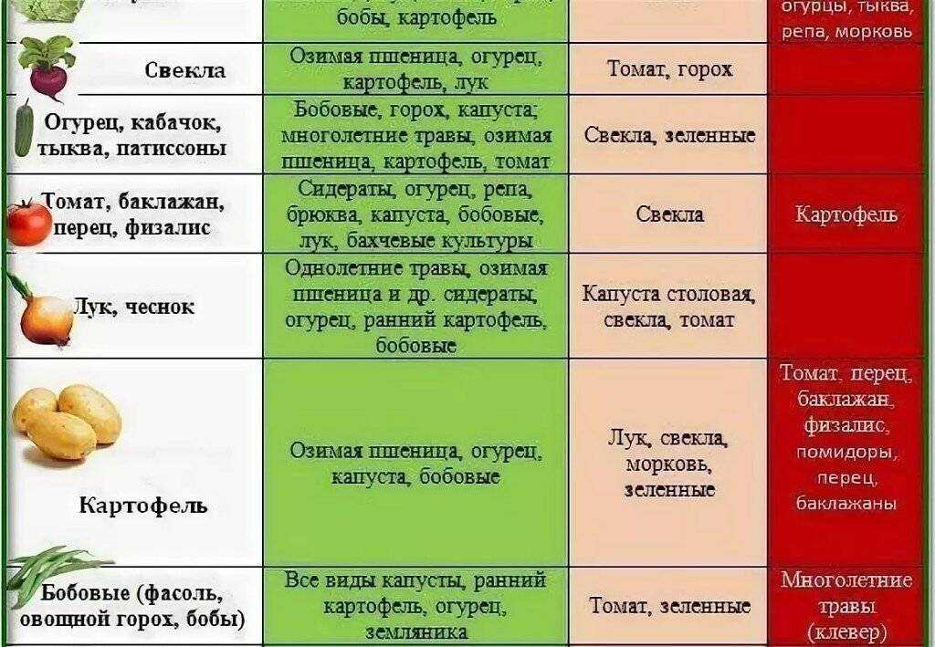 Что сажать после кабачков на следующий год: принципы севооборота, разрешенные и запрещенные последователи, благоприятные соседи в 2023 году на гудгрунт