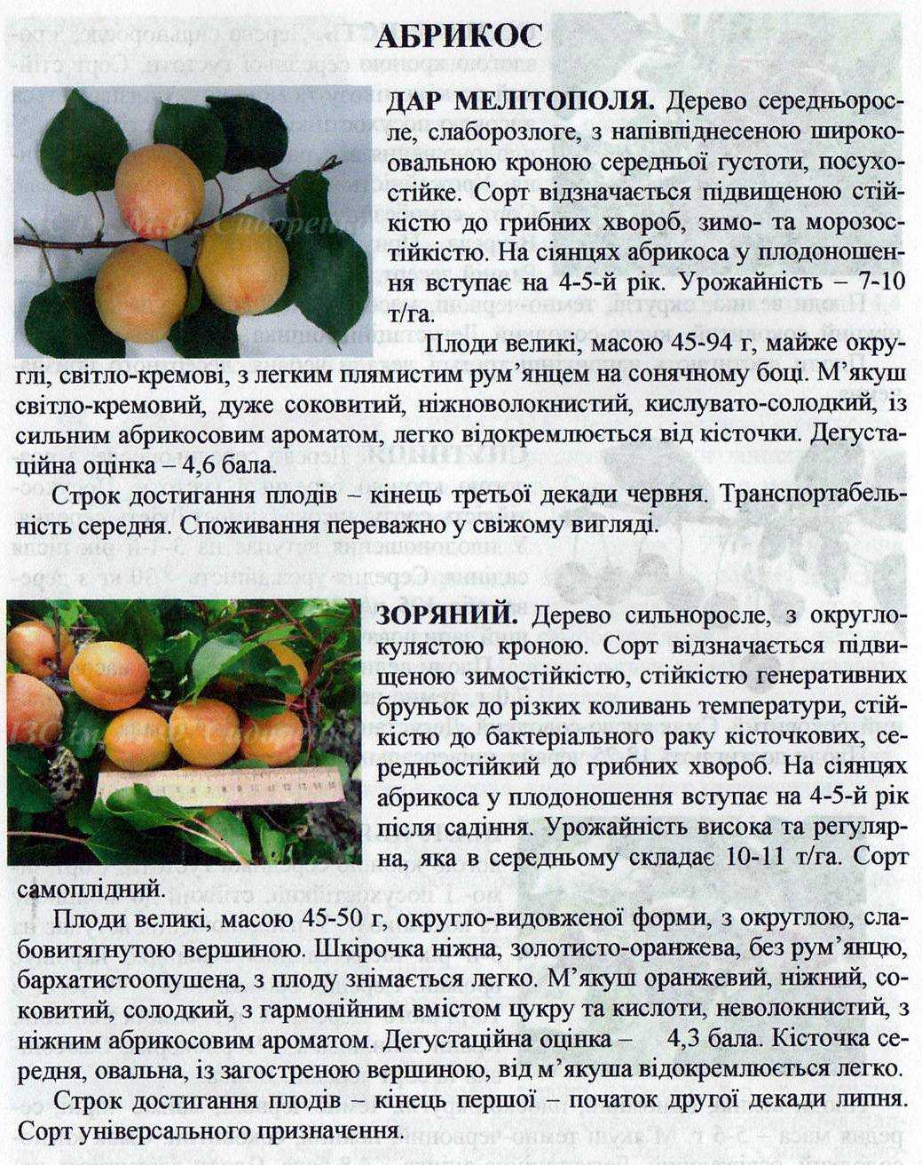 Абрикос фаворит: описание сорта, фото, отзывы дачников, опылители