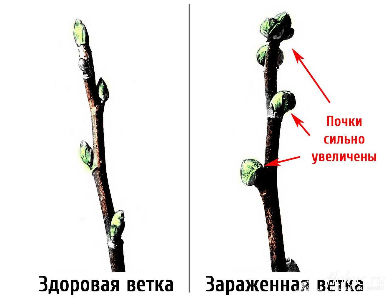 Смородиновый почковый клещ: что необходимо сделать весной, чтобы защитить свой урожай?
