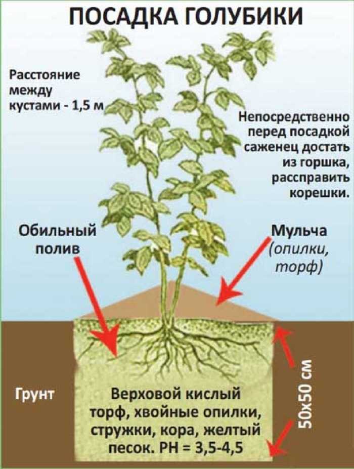 Размножение голубики - проверенные способы, секреты от опытных садоводов. мастер-класс по размножению голубики
размножение голубики - проверенные способы, секреты от опытных садоводов. мастер-класс по размножению голубики