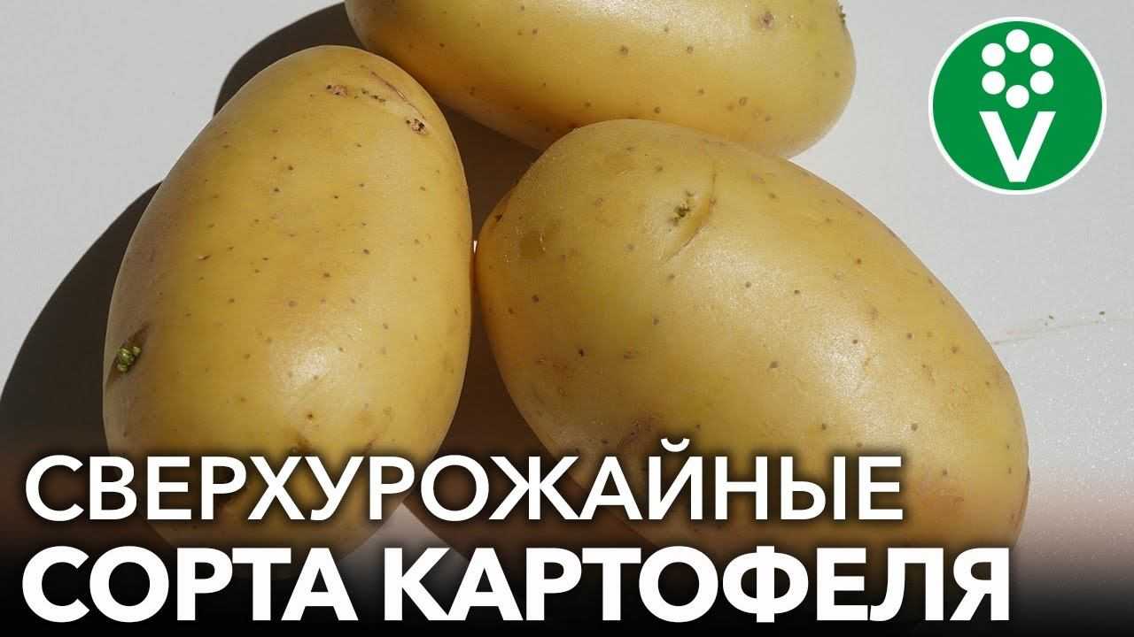 Белые и желтые сорта картофеля: названия, плюсы и минусы