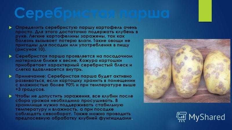 Болезни Картофеля Фото И Лечение