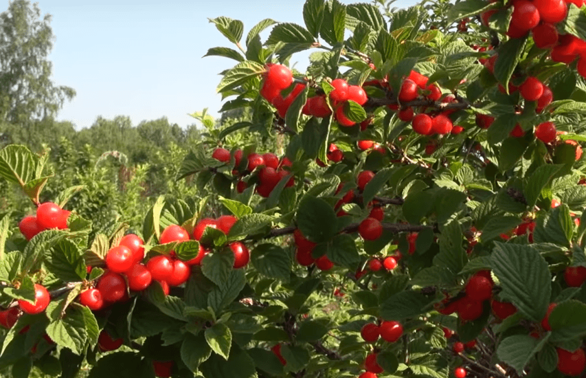 Войлочная вишня: фото, описание сортов, отзывы, посадка и уход