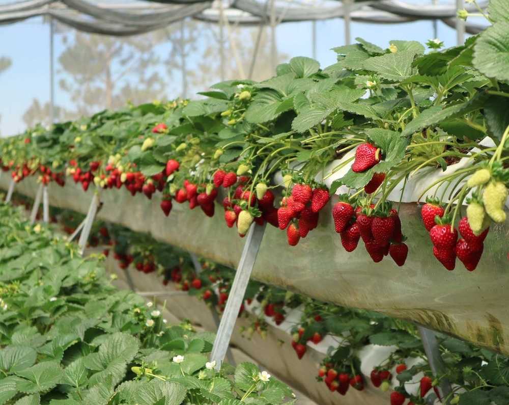 Лучшие сорта клубники на 2023 год: топ-32 самых урожайных и вкусных