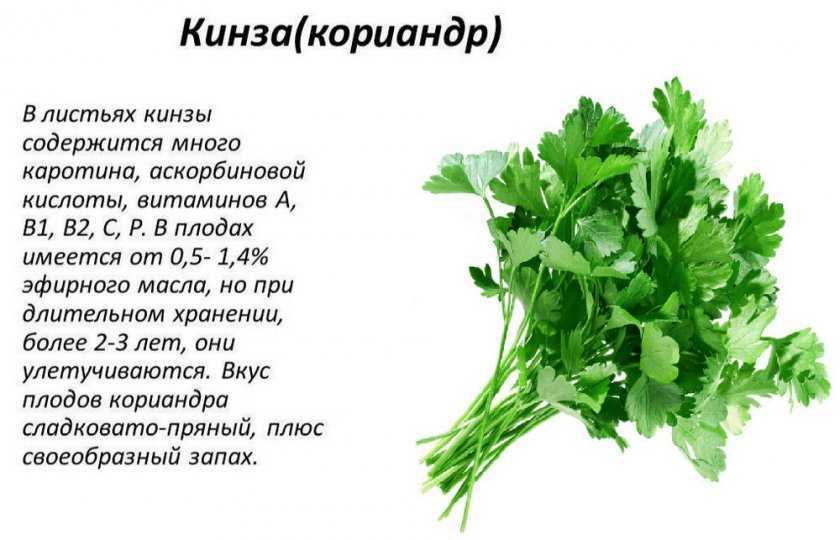Посадка кинзы семенами в открытый грунт весной и уход за культурой: когда сажать кориандр, как производится посев, какие сорта лучше взять, как ухаживать?