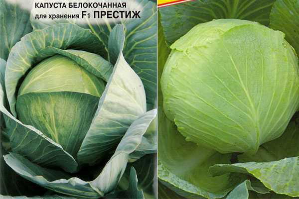 Капуста валентина: описание сорта, характеристика, фото и отзывы