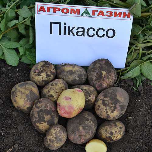 Сорт картофеля пикассо: особенности, посадка и уход, характеристики, свойства, методы