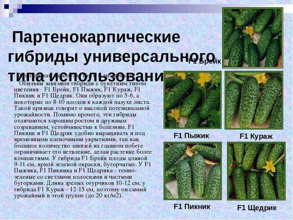 Лучшие сорта огурцов на 2023 год: самые урожайные, вкусные, для теплицы и открытого грунта