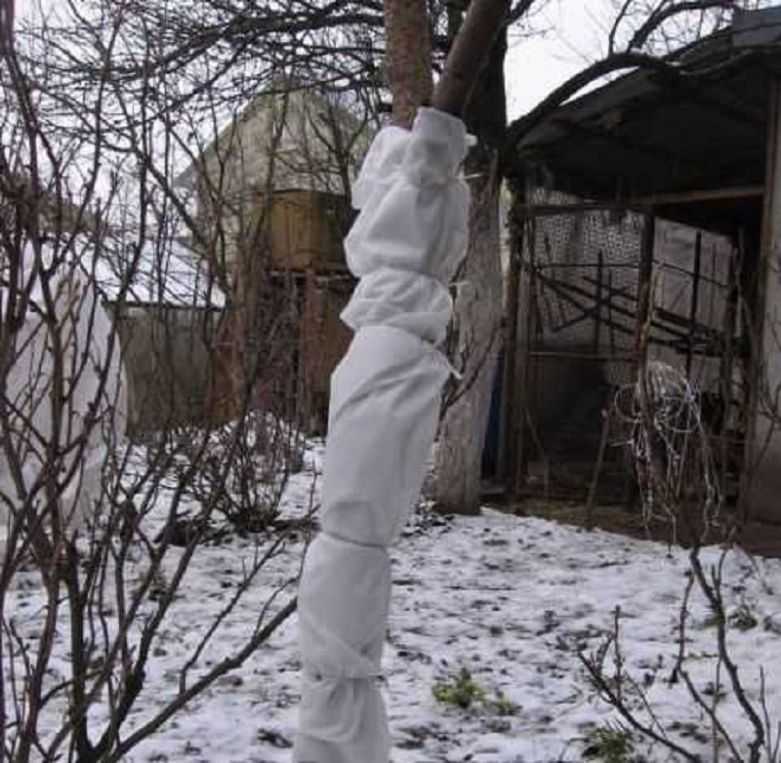 Когда и как укрыть молодую яблоню на зиму с фото и видео
