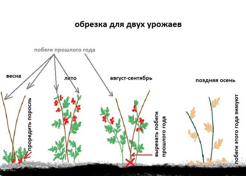 Обрезка ремонтантной малины: когда и как правильно ее делать (схемы, фото, видео)