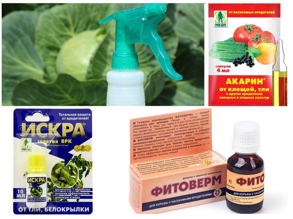 Тля на огурцах