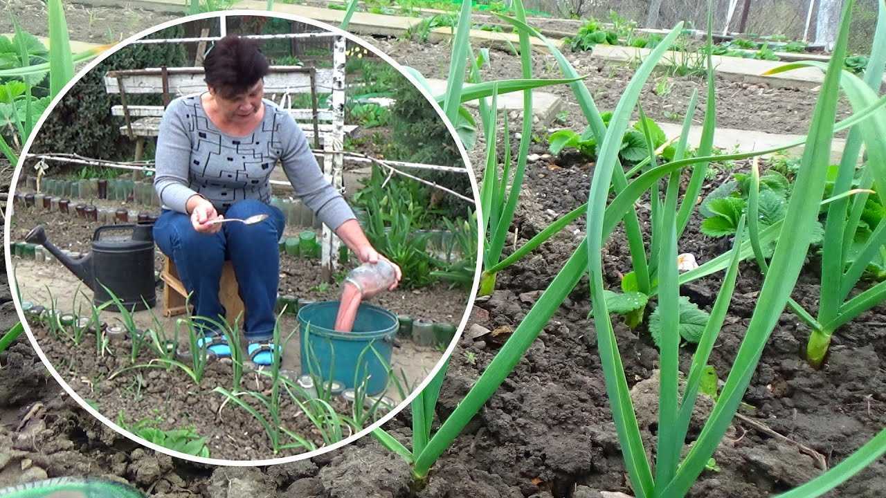Подкормка чеснока: чем, как и когда кормить чеснок