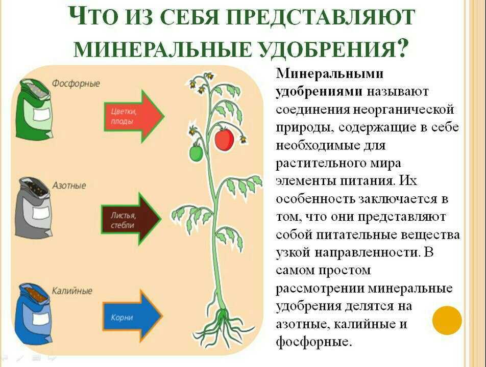 Опоры для клематисов: коллекция идей