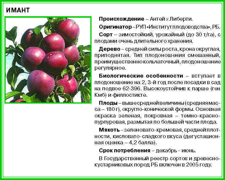 Почему яблоня не цветет, причины и лечение
