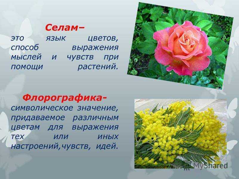 Сколько подарить девушке роз: советы флориста