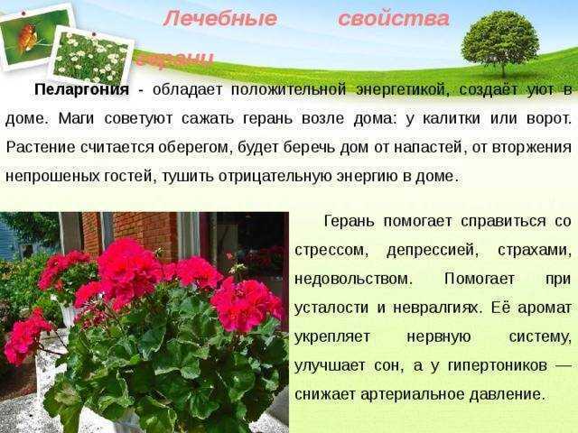 Значение герани для дома: магические и лечебные свойства