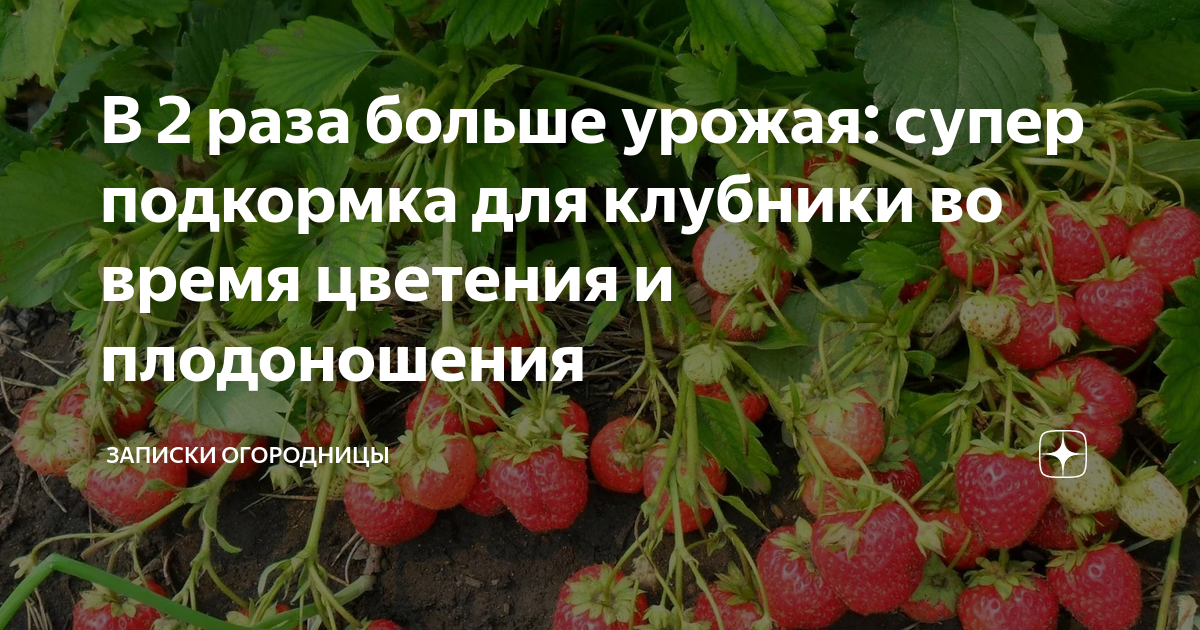 Сколько раз и чем подкормить клубнику с ранней весны до поздней осени