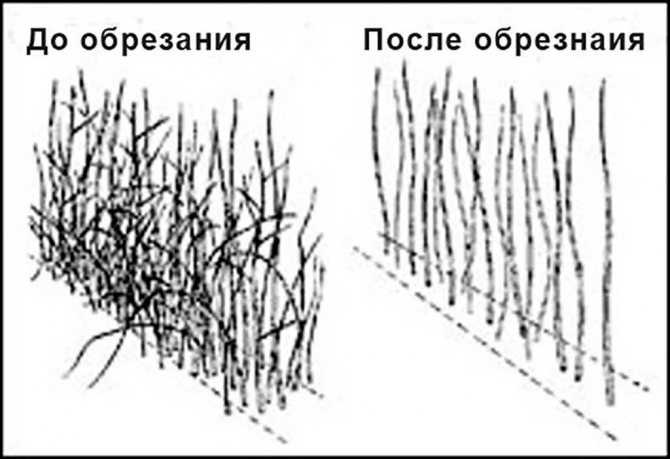 Обрезка малины весной: инструкция для начинающих, правила, схемы, сроки