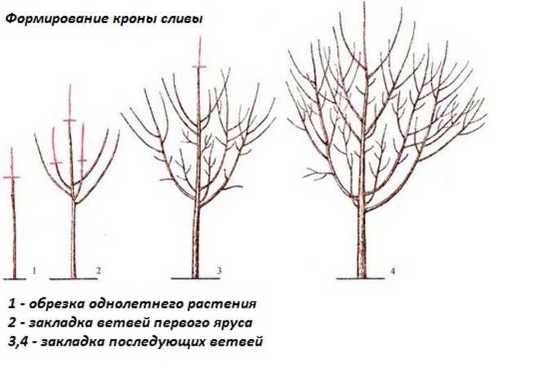 Особенности и правила обрезки сливы весной: пошаговая инструкция