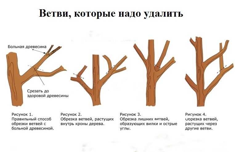 Правильная обрезка колоновидных яблонь. рекомендации профессиональных садоводов