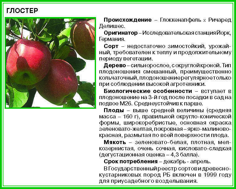 Яблоня звездочка: описание сорта, выращивание и уход