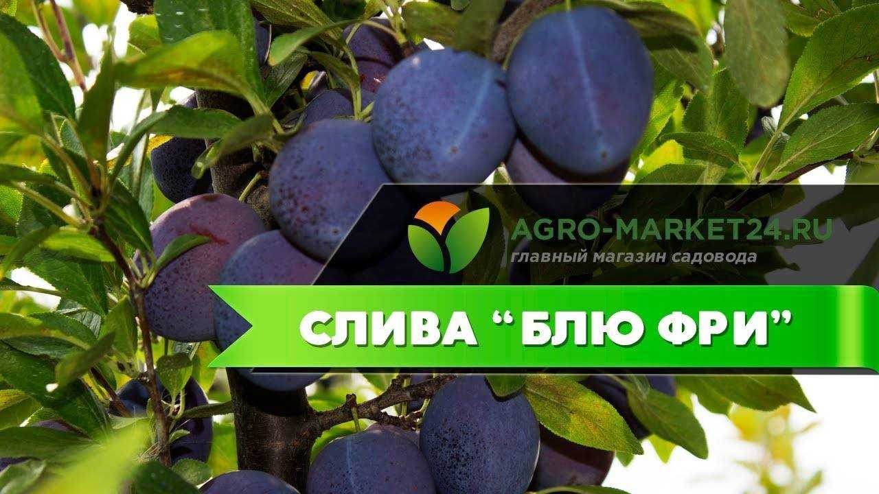 Описание и характеристика сорта сливы стенлей, посадка и уход