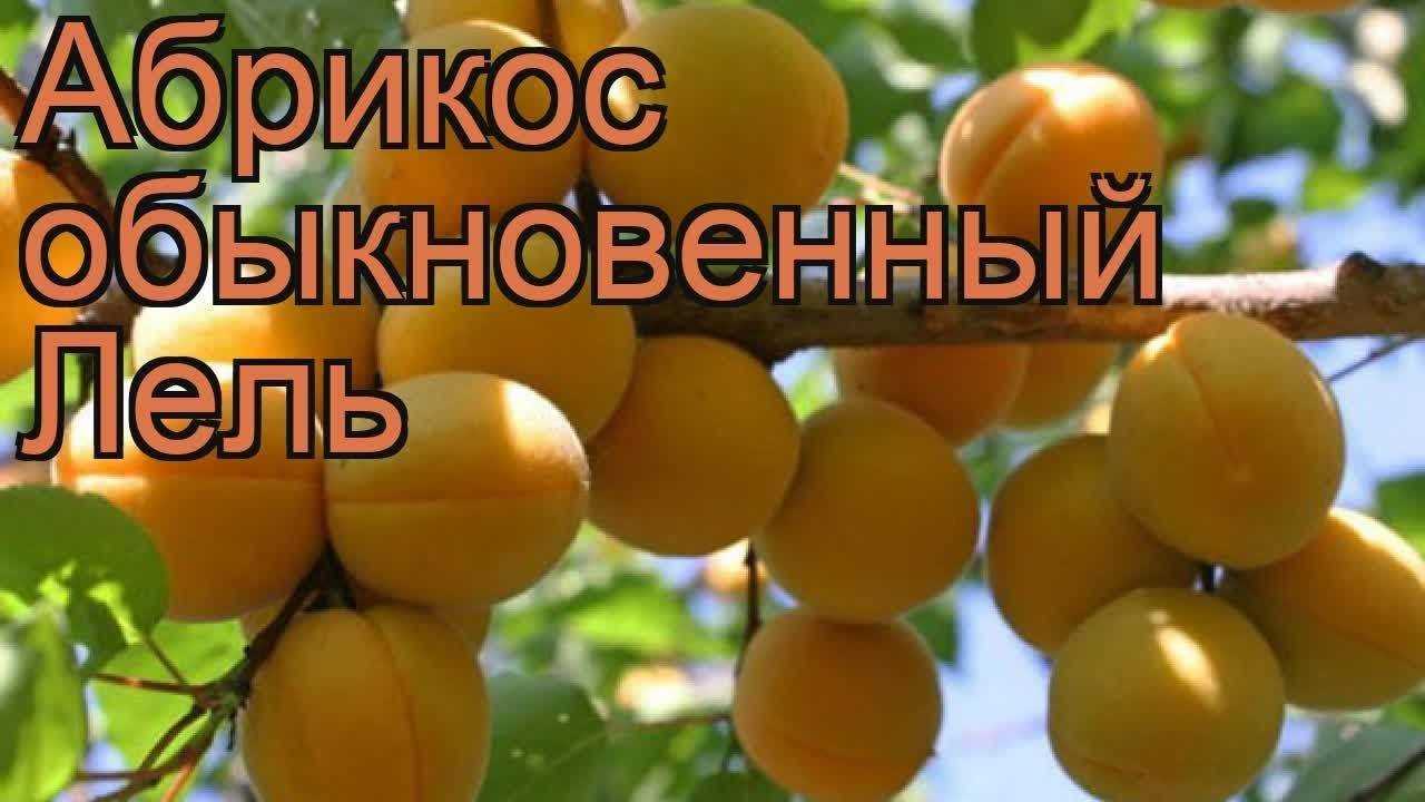 Абрикос водолей: описание сорта, фото, отзывы