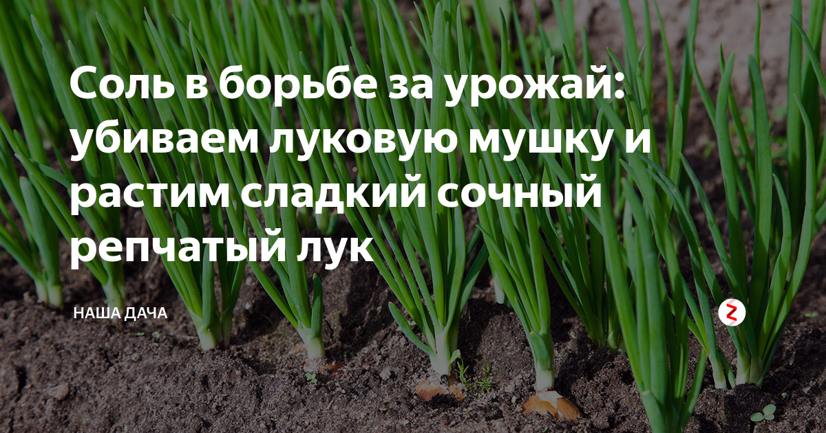 Полив лука на грядках солёной водой: для чего это делают, сроки и способы обработки