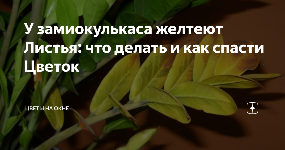 Замиокулькас желтеют листья: что делать, причина