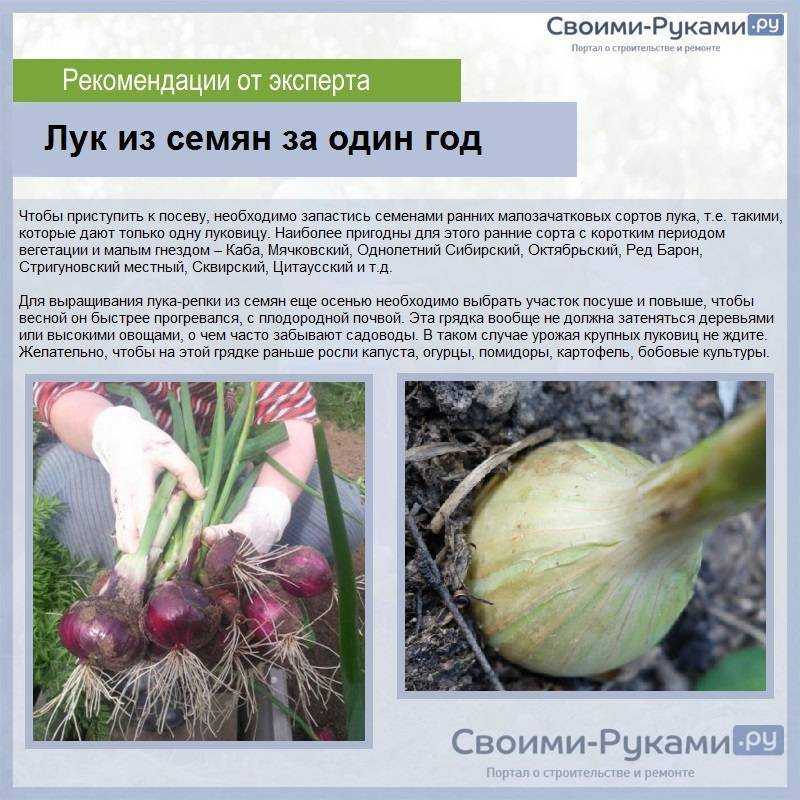 Лук шалот, выращивание | во саду и в огороде
