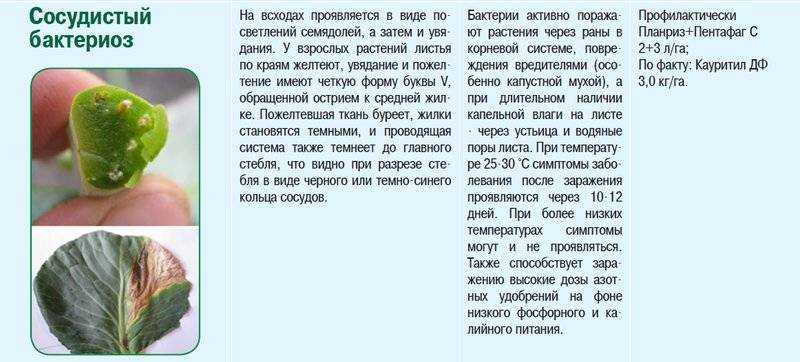Лучшие народные средства для обработки капусты от вредителей